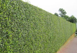 Hedge Cutting SE21